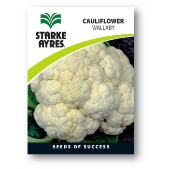 Seed Cauliflower