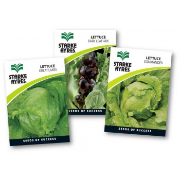 Seed Lettuce