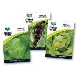 Seed Lettuce 0.5G,  - Cashbuild