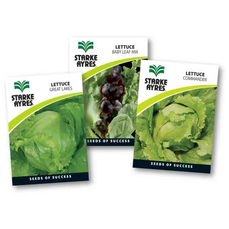 Seed Lettuce 0.5G,  - Cashbuild